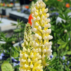 Люпин багатолистий `Єллоу Шадес` | Lupinus polyphyllus `yellow shades` | Люпин многолистный `Йеллоу Шадес`