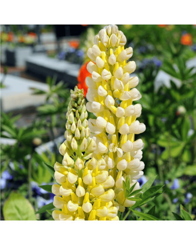 Люпин багатолистий `Єллоу Шадес` | Lupinus polyphyllus `yellow shades` | Люпин многолистный `Йеллоу Шадес`