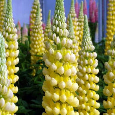 Люпин багатолистий `Єллоу Шадес` | Lupinus polyphyllus `yellow shades` | Люпин многолистный `Йеллоу Шадес`