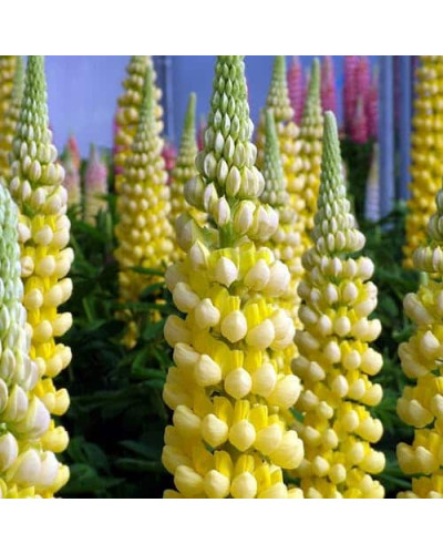 Люпин багатолистий `Єллоу Шадес` | Lupinus polyphyllus `yellow shades` | Люпин многолистный `Йеллоу Шадес`