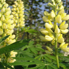 Люпин багатолистий `Єллоу Шадес` | Lupinus polyphyllus `yellow shades` | Люпин многолистный `Йеллоу Шадес`