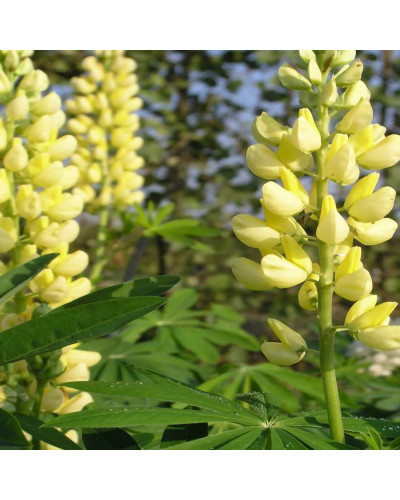 Люпин багатолистий `Єллоу Шадес` | Lupinus polyphyllus `yellow shades` | Люпин многолистный `Йеллоу Шадес`