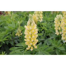 Люпин багатолистий `Єллоу Шадес` | Lupinus polyphyllus `yellow shades` | Люпин многолистный `Йеллоу Шадес`