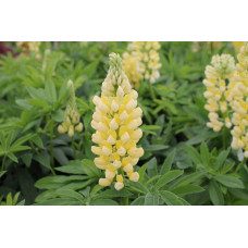 Люпин багатолистий `Єллоу Шадес` | Lupinus polyphyllus `yellow shades` | Люпин многолистный `Йеллоу Шадес`