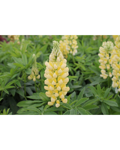 Люпин багатолистий `Єллоу Шадес` | Lupinus polyphyllus `yellow shades` | Люпин многолистный `Йеллоу Шадес`
