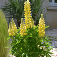 Люпин багатолистий `Єллоу Шадес` | Lupinus polyphyllus `yellow shades` | Люпин многолистный `Йеллоу Шадес`