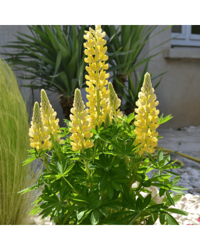 Люпин багатолистий `Єллоу Шадес` | Lupinus polyphyllus `yellow shades` | Люпин многолистный `Йеллоу Шадес`