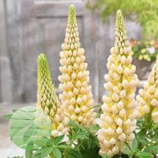 Люпин багатолистий `Єллоу Шадес` | Lupinus polyphyllus `yellow shades` | Люпин многолистный `Йеллоу Шадес`