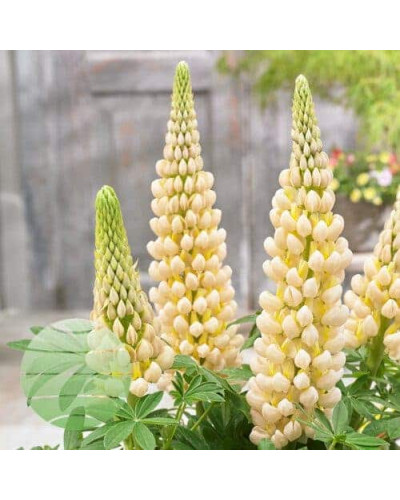 Люпин багатолистий `Єллоу Шадес` | Lupinus polyphyllus `yellow shades` | Люпин многолистный `Йеллоу Шадес`