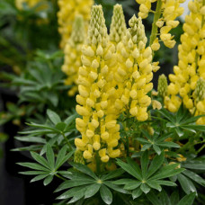 Люпин багатолистий `Єллоу Шадес` | Lupinus polyphyllus `yellow shades` | Люпин многолистный `Йеллоу Шадес`