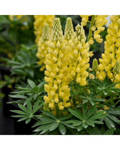 Люпин багатолистий `Єллоу Шадес` | Lupinus polyphyllus `yellow shades` | Люпин многолистный `Йеллоу Шадес`