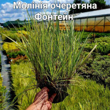 Молінія очеретяна Фонтейн | Molinia arundinacea Fontane | Молиния тростниковая Фонтейн