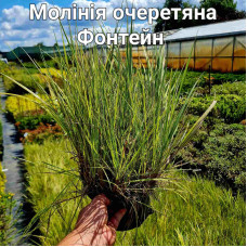 Молінія очеретяна Фонтейн | Molinia arundinacea Fontane | Молиния тростниковая Фонтейн