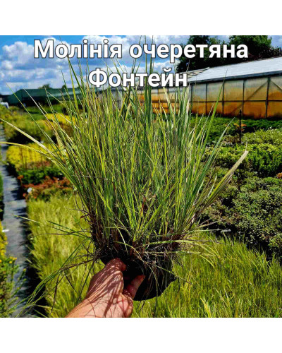 Молінія очеретяна Фонтейн | Molinia arundinacea Fontane | Молиния тростниковая Фонтейн