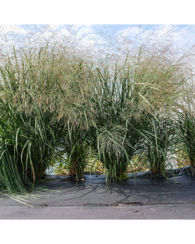 Молінія очеретяна Фонтейн | Molinia arundinacea Fontane | Молиния тростниковая Фонтейн