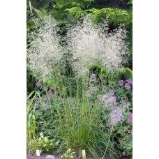 Луговик дернистий `Палава` | Deschampsia cespitosa `Palava` | Луговик дернистый `Палава`