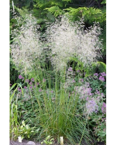 Луговик дернистий `Палава` | Deschampsia cespitosa `Palava` | Луговик дернистый `Палава`