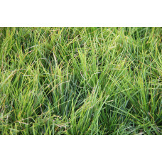 Луговик дернистий `Палава` | Deschampsia cespitosa `Palava` | Луговик дернистый `Палава`