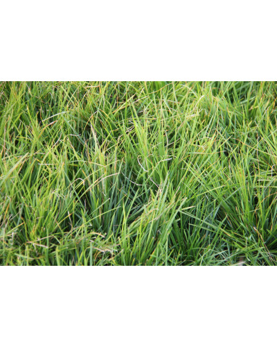 Луговик дернистий `Палава` | Deschampsia cespitosa `Palava` | Луговик дернистый `Палава`