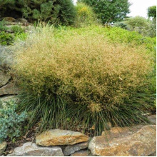 Луговик дернистий `Палава` | Deschampsia cespitosa `Palava` | Луговик дернистый `Палава`