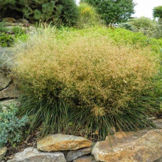 Луговик дернистий `Палава` | Deschampsia cespitosa `Palava` | Луговик дернистый `Палава`