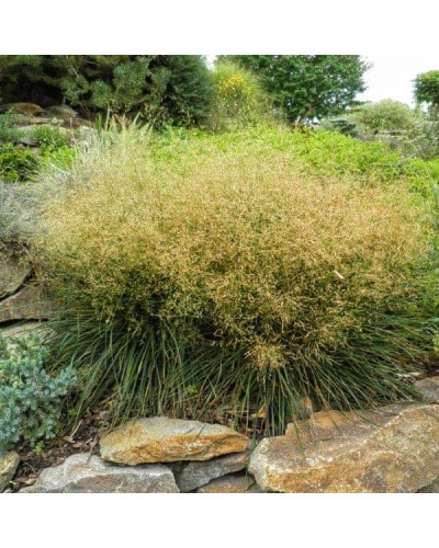 Луговик дернистий `Палава` | Deschampsia cespitosa `Palava` | Луговик дернистый `Палава`