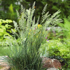 Луговик дернистий `Палава` | Deschampsia cespitosa `Palava` | Луговик дернистый `Палава`