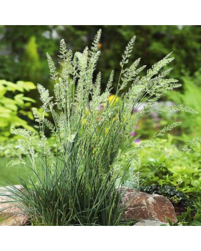 Луговик дернистий `Палава` | Deschampsia cespitosa `Palava` | Луговик дернистый `Палава`