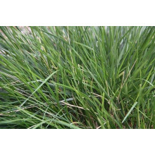 Луговик дернистий `Палава` | Deschampsia cespitosa `Palava` | Луговик дернистый `Палава`
