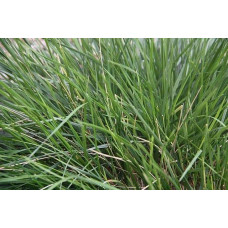 Луговик дернистий `Палава` | Deschampsia cespitosa `Palava` | Луговик дернистый `Палава`
