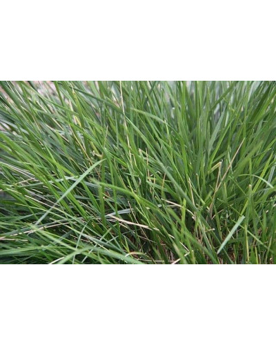 Луговик дернистий `Палава` | Deschampsia cespitosa `Palava` | Луговик дернистый `Палава`