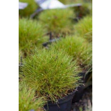 Луговик дернистий `Палава` | Deschampsia cespitosa `Palava` | Луговик дернистый `Палава`