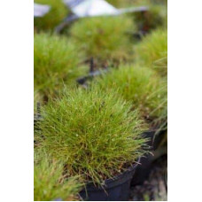 Луговик дернистий `Палава` | Deschampsia cespitosa `Palava` | Луговик дернистый `Палава`