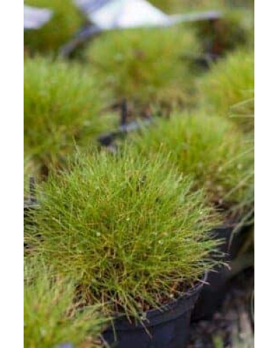 Луговик дернистий `Палава` | Deschampsia cespitosa `Palava` | Луговик дернистый `Палава`