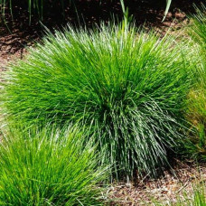 Луговик дернистий `Палава` | Deschampsia cespitosa `Palava` | Луговик дернистый `Палава`