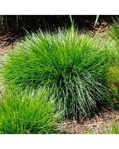 Луговик дернистий `Палава` | Deschampsia cespitosa `Palava` | Луговик дернистый `Палава`