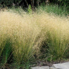 Луговик дернистий `Палава` | Deschampsia cespitosa `Palava` | Луговик дернистый `Палава`