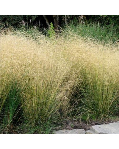 Луговик дернистий `Палава` | Deschampsia cespitosa `Palava` | Луговик дернистый `Палава`