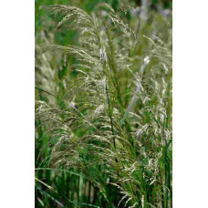 Луговик дернистий `Палава` | Deschampsia cespitosa `Palava` | Луговик дернистый `Палава`