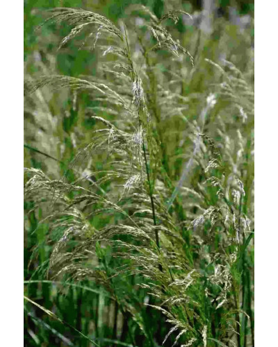 Луговик дернистий `Палава` | Deschampsia cespitosa `Palava` | Луговик дернистый `Палава`