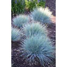 Вівсяниця блакитна/сиза Інтенсив Блю | Festuca glauca/cinerea Intense Blue | Овсяница голубая/сизая Інтенсив Блю