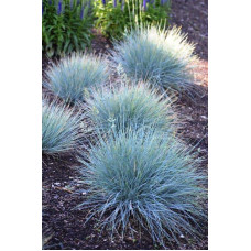 Вівсяниця блакитна/сиза Інтенсив Блю | Festuca glauca/cinerea Intense Blue | Овсяница голубая/сизая Інтенсив Блю