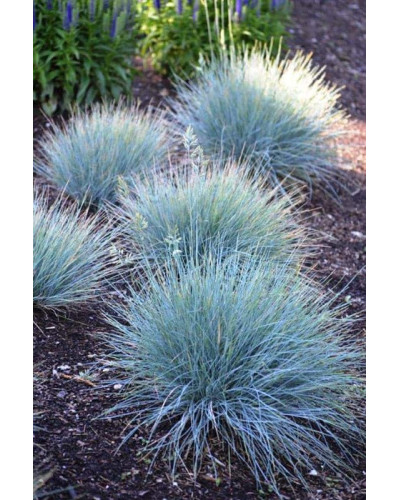 Вівсяниця блакитна/сиза Інтенсив Блю | Festuca glauca/cinerea Intense Blue | Овсяница голубая/сизая Інтенсив Блю
