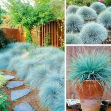 Вівсяниця блакитна/сиза Інтенсив Блю | Festuca glauca/cinerea Intense Blue | Овсяница голубая/сизая Інтенсив Блю