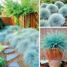 Вівсяниця блакитна/сиза Інтенсив Блю | Festuca glauca/cinerea Intense Blue | Овсяница голубая/сизая Інтенсив Блю