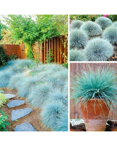 Вівсяниця блакитна/сиза Інтенсив Блю | Festuca glauca/cinerea Intense Blue | Овсяница голубая/сизая Інтенсив Блю
