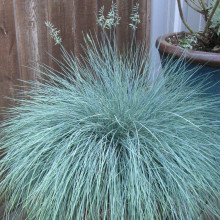 Вівсяниця блакитна/сиза Інтенсив Блю | Festuca glauca/cinerea Intense Blue | Овсяница голубая/сизая Інтенсив Блю