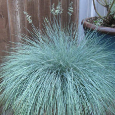 Вівсяниця блакитна/сиза Інтенсив Блю | Festuca glauca/cinerea Intense Blue | Овсяница голубая/сизая Інтенсив Блю