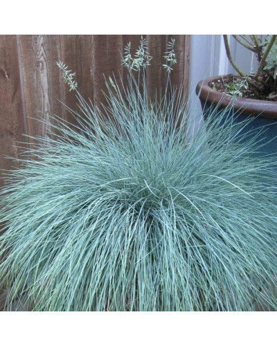 Вівсяниця блакитна/сиза Інтенсив Блю | Festuca glauca/cinerea Intense Blue | Овсяница голубая/сизая Інтенсив Блю