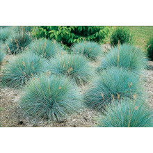 Вівсяниця блакитна/сиза Інтенсив Блю | Festuca glauca/cinerea Intense Blue | Овсяница голубая/сизая Інтенсив Блю